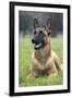 Belgian Shepherd-null-Framed Photographic Print