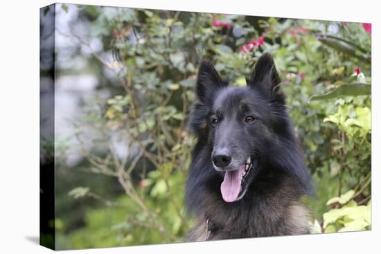 Belgian Tervurens Shepherd 06-Bob Langrish-Stretched Canvas