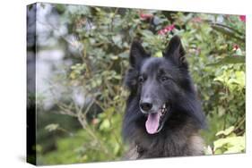 Belgian Tervurens Shepherd 06-Bob Langrish-Stretched Canvas