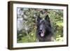 Belgian Tervurens Shepherd 06-Bob Langrish-Framed Photographic Print