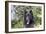 Belgian Tervurens Shepherd 06-Bob Langrish-Framed Photographic Print