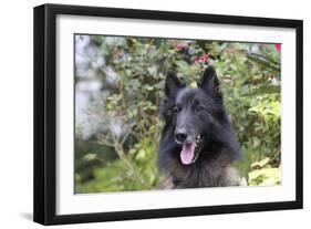 Belgian Tervurens Shepherd 06-Bob Langrish-Framed Photographic Print