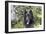 Belgian Tervurens Shepherd 06-Bob Langrish-Framed Photographic Print