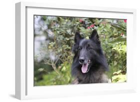 Belgian Tervurens Shepherd 06-Bob Langrish-Framed Photographic Print