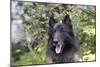 Belgian Tervurens Shepherd 06-Bob Langrish-Mounted Photographic Print