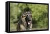 Belgian Tervurens Shepherd 18-Bob Langrish-Framed Stretched Canvas