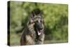 Belgian Tervurens Shepherd 18-Bob Langrish-Stretched Canvas