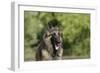 Belgian Tervurens Shepherd 18-Bob Langrish-Framed Photographic Print