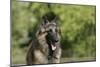 Belgian Tervurens Shepherd 18-Bob Langrish-Mounted Photographic Print