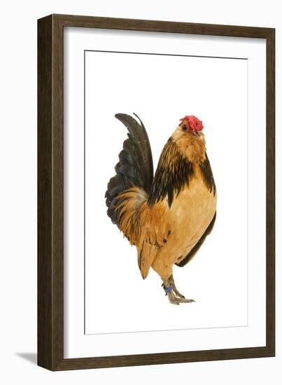 Belgium Bantam Barbu D'Anvers in Studio-null-Framed Photographic Print