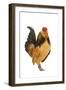 Belgium Bantam Barbu D'Anvers in Studio-null-Framed Photographic Print