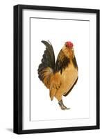 Belgium Bantam Barbu D'Anvers in Studio-null-Framed Photographic Print