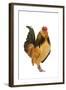 Belgium Bantam Barbu D'Anvers in Studio-null-Framed Photographic Print