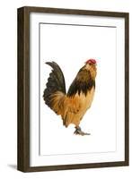 Belgium Bantam Barbu D'Anvers in Studio-null-Framed Photographic Print