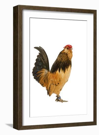 Belgium Bantam Barbu D'Anvers in Studio-null-Framed Photographic Print