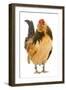 Belgium Bantam Barbu D'Anvers in Studio-null-Framed Photographic Print