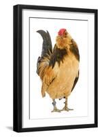 Belgium Bantam Barbu D'Anvers in Studio-null-Framed Photographic Print