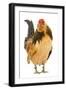 Belgium Bantam Barbu D'Anvers in Studio-null-Framed Photographic Print