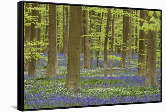 Belgium, Flanders, Hallerbos, Beech Forest, Copper Beeches-Andreas Keil-Framed Stretched Canvas