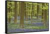 Belgium, Flanders, Hallerbos, Beech Forest, Copper Beeches-Andreas Keil-Framed Stretched Canvas