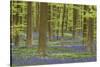 Belgium, Flanders, Hallerbos, Beech Forest, Copper Beeches-Andreas Keil-Stretched Canvas