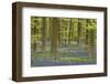 Belgium, Flanders, Hallerbos, Beech Forest, Copper Beeches-Andreas Keil-Framed Photographic Print