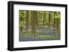 Belgium, Flanders, Hallerbos, Beech Forest, Copper Beeches-Andreas Keil-Framed Photographic Print