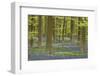 Belgium, Flanders, Hallerbos, Beech Forest, Copper Beeches-Andreas Keil-Framed Photographic Print