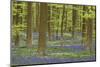 Belgium, Flanders, Hallerbos, Beech Forest, Copper Beeches-Andreas Keil-Mounted Photographic Print