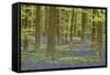 Belgium, Flanders, Hallerbos, Beech Forest, Copper Beeches-Andreas Keil-Framed Stretched Canvas