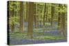 Belgium, Flanders, Hallerbos, Beech Forest, Copper Beeches-Andreas Keil-Stretched Canvas