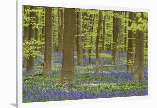 Belgium, Flanders, Hallerbos, Beech Forest, Copper Beeches-Andreas Keil-Framed Photographic Print