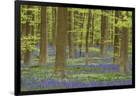 Belgium, Flanders, Hallerbos, Beech Forest, Copper Beeches-Andreas Keil-Framed Photographic Print