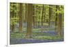 Belgium, Flanders, Hallerbos, Beech Forest, Copper Beeches-Andreas Keil-Framed Premium Photographic Print