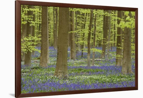 Belgium, Flanders, Hallerbos, Beech Forest, Copper Beeches-Andreas Keil-Framed Premium Photographic Print