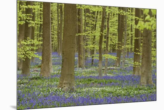 Belgium, Flanders, Hallerbos, Beech Forest, Copper Beeches-Andreas Keil-Mounted Premium Photographic Print