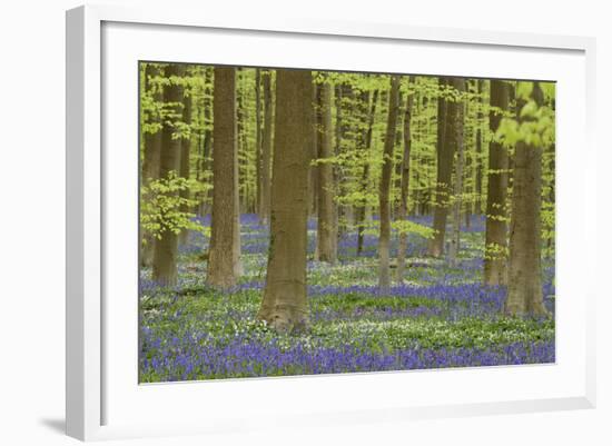 Belgium, Flanders, Hallerbos, Beech Forest, Copper Beeches-Andreas Keil-Framed Photographic Print