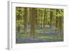 Belgium, Flanders, Hallerbos, Beech Forest, Copper Beeches-Andreas Keil-Framed Photographic Print