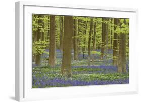 Belgium, Flanders, Hallerbos, Beech Forest, Copper Beeches-Andreas Keil-Framed Photographic Print