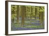 Belgium, Flanders, Hallerbos, Beech Forest, Copper Beeches-Andreas Keil-Framed Photographic Print