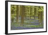 Belgium, Flanders, Hallerbos, Beech Forest, Copper Beeches-Andreas Keil-Framed Photographic Print