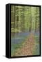 Belgium, Flanders, 'Hallerbos' (Forest), Beech Forest, Copper Beeches-Andreas Keil-Framed Stretched Canvas