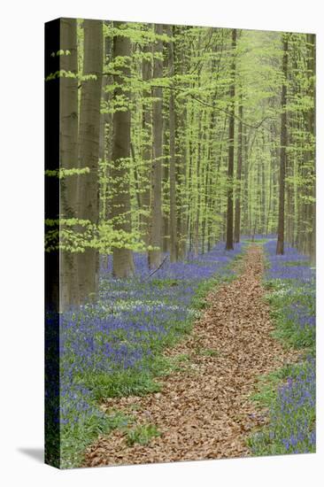 Belgium, Flanders, 'Hallerbos' (Forest), Beech Forest, Copper Beeches-Andreas Keil-Stretched Canvas