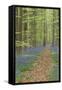 Belgium, Flanders, 'Hallerbos' (Forest), Beech Forest, Copper Beeches-Andreas Keil-Framed Stretched Canvas