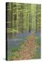 Belgium, Flanders, 'Hallerbos' (Forest), Beech Forest, Copper Beeches-Andreas Keil-Stretched Canvas