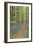 Belgium, Flanders, 'Hallerbos' (Forest), Beech Forest, Copper Beeches-Andreas Keil-Framed Photographic Print