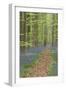 Belgium, Flanders, 'Hallerbos' (Forest), Beech Forest, Copper Beeches-Andreas Keil-Framed Photographic Print