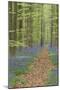 Belgium, Flanders, 'Hallerbos' (Forest), Beech Forest, Copper Beeches-Andreas Keil-Mounted Photographic Print