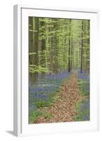 Belgium, Flanders, 'Hallerbos' (Forest), Beech Forest, Copper Beeches-Andreas Keil-Framed Photographic Print