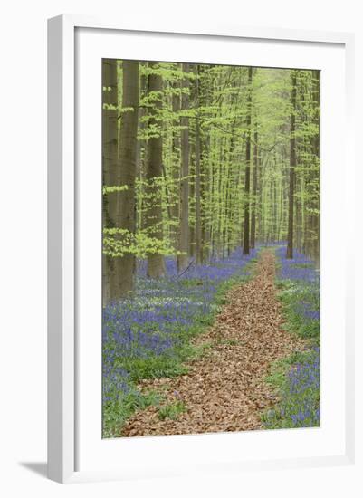 Belgium, Flanders, 'Hallerbos' (Forest), Beech Forest, Copper Beeches-Andreas Keil-Framed Photographic Print